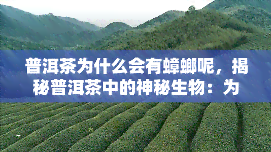 普洱茶为什么会有蟑螂呢，揭秘普洱茶中的神秘生物：为何会出现蟑螂？