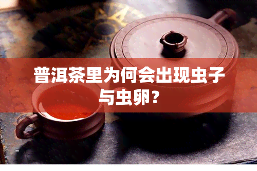 普洱茶里为何会出现虫子与虫卵？