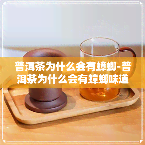 普洱茶为什么会有蟑螂-普洱茶为什么会有蟑螂味道