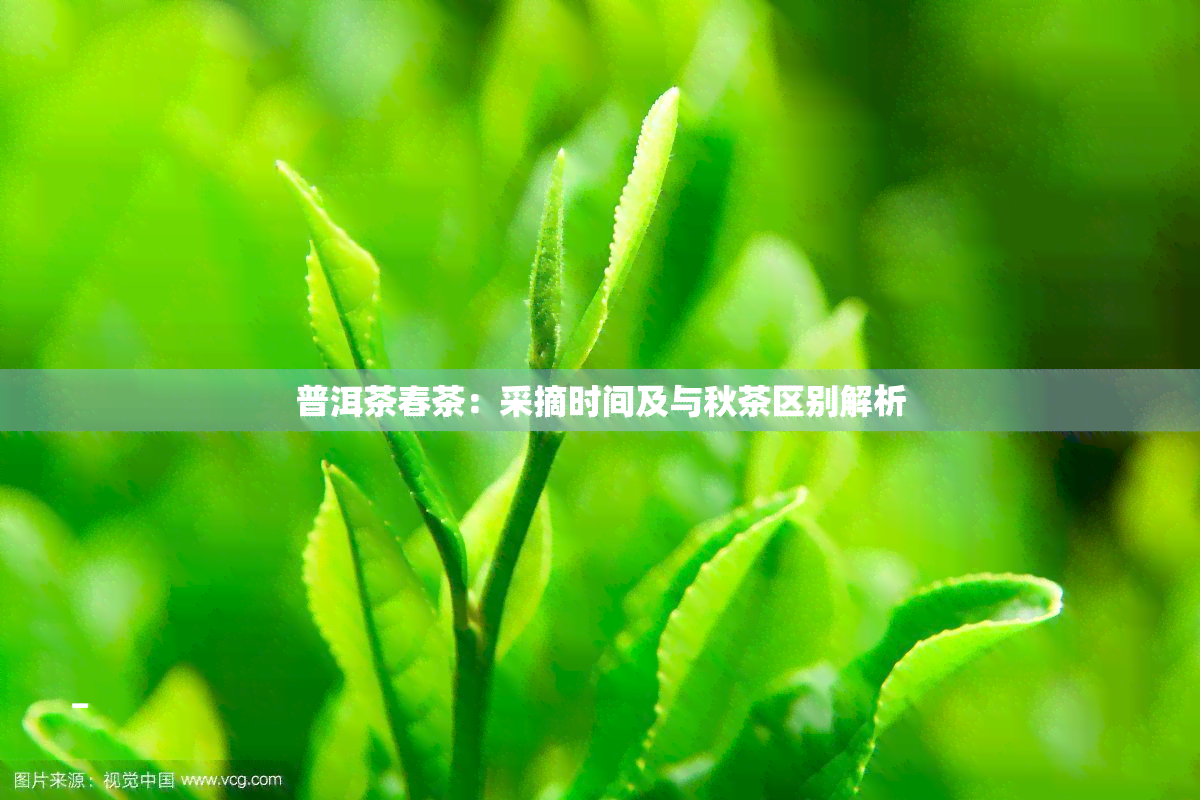 普洱茶春茶：采摘时间及与秋茶区别解析