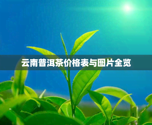 云南普洱茶价格表与图片全览