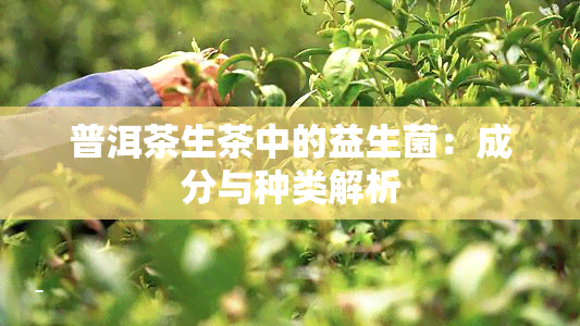 普洱茶生茶中的益生菌：成分与种类解析