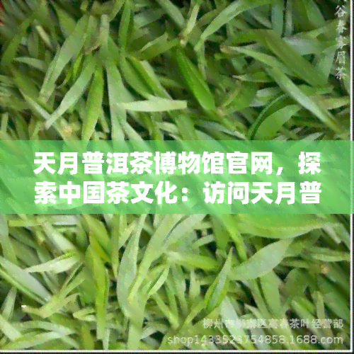 天月普洱茶博物馆官网，探索中国茶文化：访问天月普洱茶博物馆官网