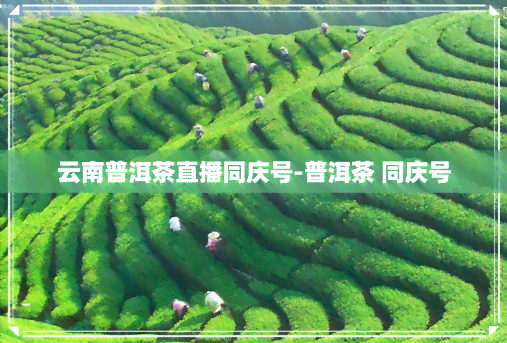 云南普洱茶直播同庆号-普洱茶 同庆号