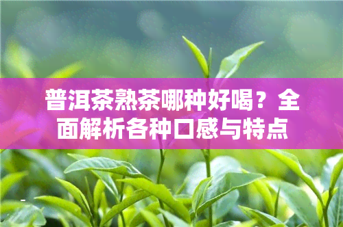 普洱茶熟茶哪种好喝？全面解析各种口感与特点