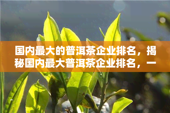 国内更大的普洱茶企业排名，揭秘国内更大普洱茶企业排名，一探究竟！