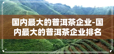 国内更大的普洱茶企业-国内更大的普洱茶企业排名