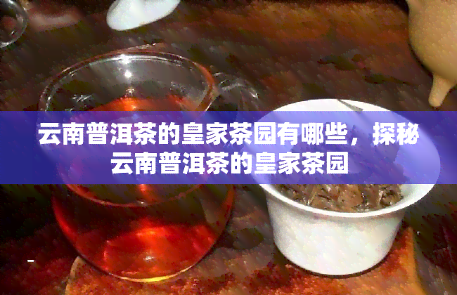 云南普洱茶的皇家茶园有哪些，探秘云南普洱茶的皇家茶园