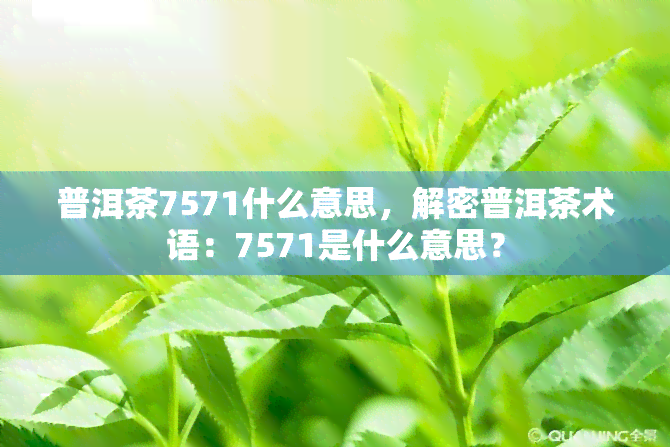 普洱茶7571什么意思，解密普洱茶术语：7571是什么意思？