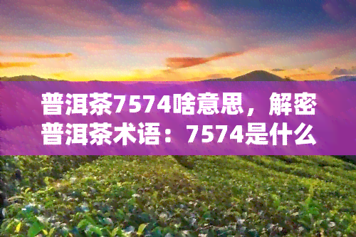 普洱茶7574啥意思，解密普洱茶术语：7574是什么意思？