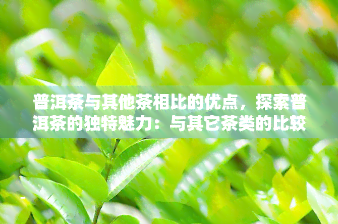 普洱茶与其他茶相比的优点，探索普洱茶的独特魅力：与其它茶类的比较优势