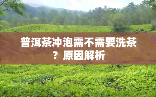 普洱茶冲泡需不需要洗茶？原因解析