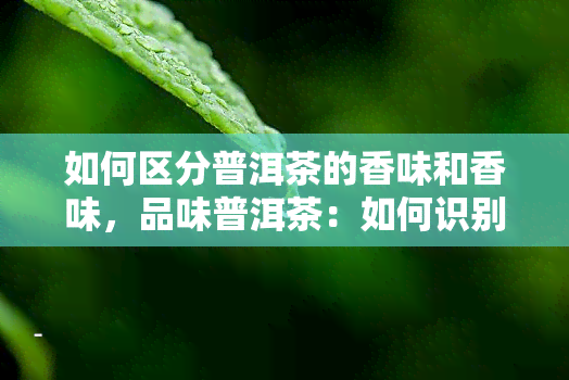 如何区分普洱茶的香味和香味，品味普洱茶：如何识别其独特的香气与味道