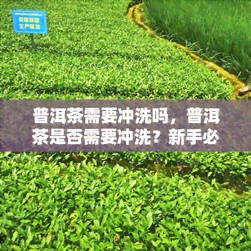 普洱茶需要冲洗吗，普洱茶是否需要冲洗？新手必看的冲泡指南