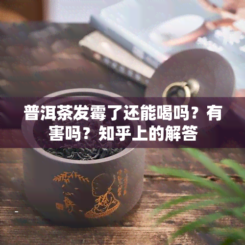 普洱茶发霉了还能喝吗？有害吗？知乎上的解答