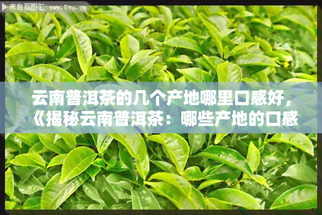 云南普洱茶的几个产地哪里口感好，《揭秘云南普洱茶：哪些产地的口感更胜一筹？》