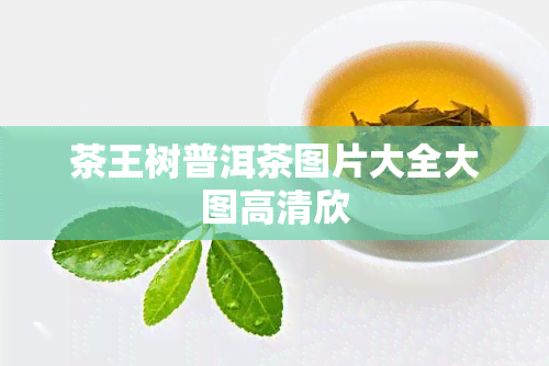 茶王树普洱茶图片大全大图高清欣