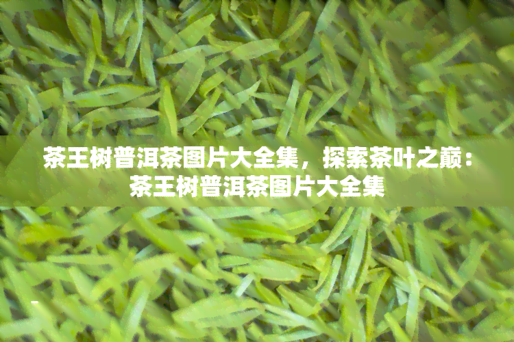 茶王树普洱茶图片大全集，探索茶叶之巅：茶王树普洱茶图片大全集