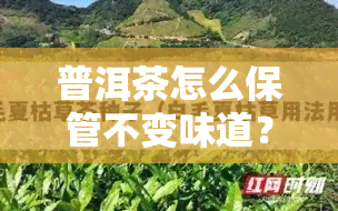 普洱茶怎么保管不变味道？关键步骤大揭秘！