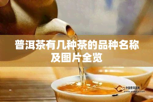 普洱茶有几种茶的品种名称及图片全览