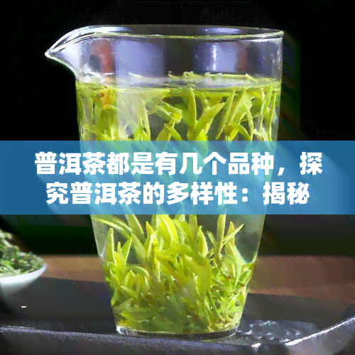 普洱茶都是有几个品种，探究普洱茶的多样性：揭秘几种主要品种