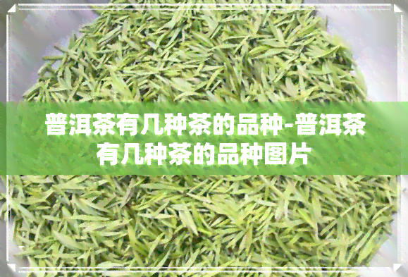 普洱茶有几种茶的品种-普洱茶有几种茶的品种图片