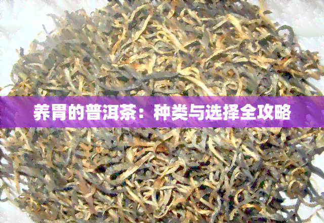 养胃的普洱茶：种类与选择全攻略