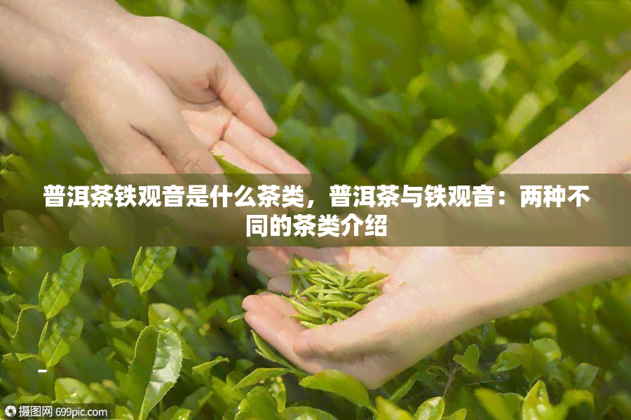 普洱茶铁观音是什么茶类，普洱茶与铁观音：两种不同的茶类介绍