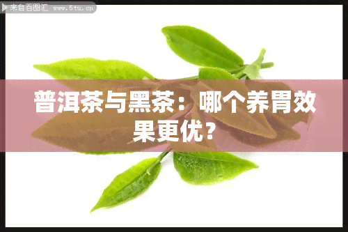 普洱茶与黑茶：哪个养胃效果更优？