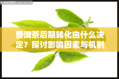 普洱茶后期转化由什么决定？探讨影响因素与机制