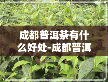 成都普洱茶有什么好处-成都普洱茶哪里的