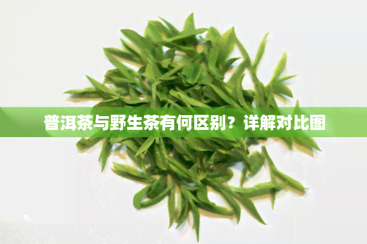 普洱茶与野生茶有何区别？详解对比图