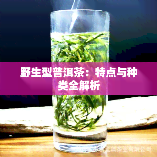 野生型普洱茶：特点与种类全解析