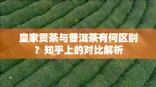 皇家贡茶与普洱茶有何区别？知乎上的对比解析