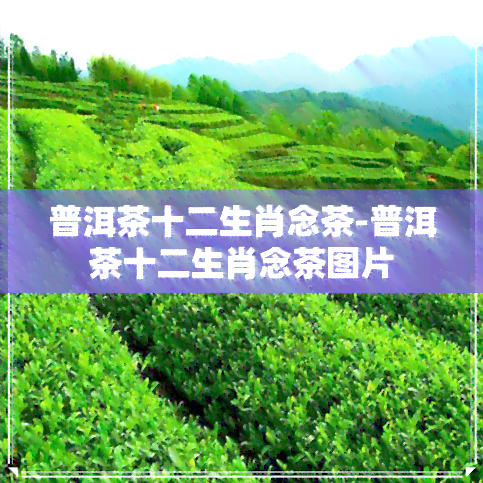 普洱茶十二生肖念茶-普洱茶十二生肖念茶图片