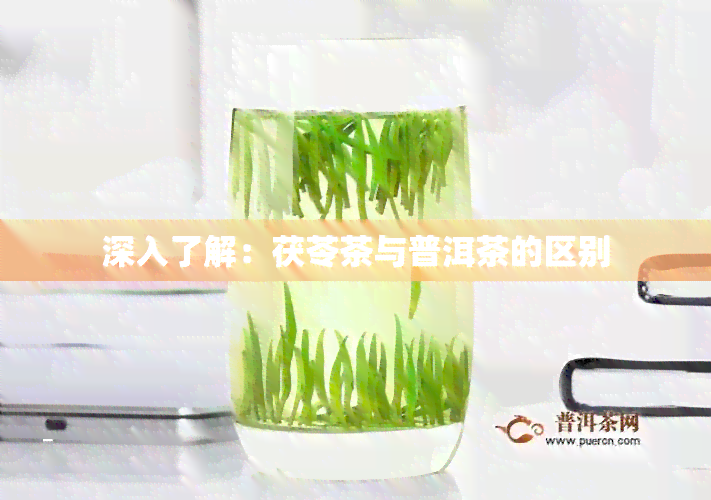 深入了解：茯苓茶与普洱茶的区别