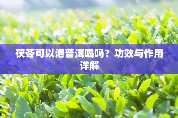 茯苓可以泡普洱喝吗？功效与作用详解