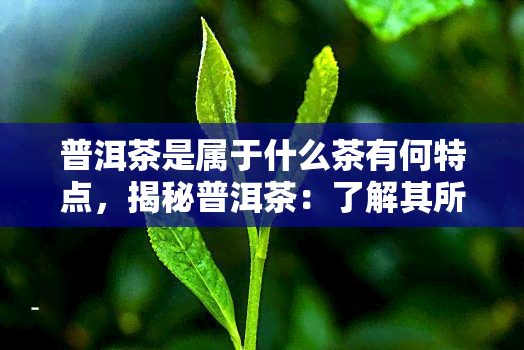 普洱茶是属于什么茶有何特点，揭秘普洱茶：了解其所属类别及其独特特点