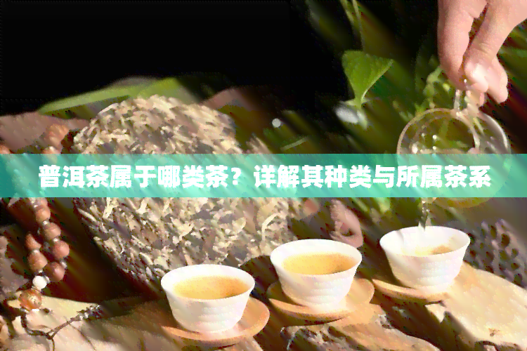 普洱茶属于哪类茶？详解其种类与所属茶系