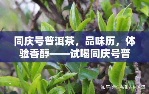 同庆号普洱茶，品味历，体验香醇——试喝同庆号普洱茶