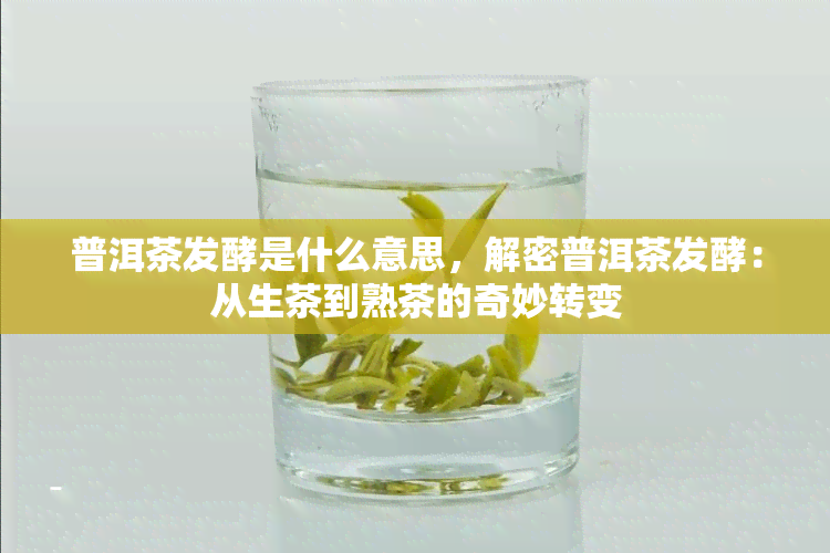 普洱茶发酵是什么意思，解密普洱茶发酵：从生茶到熟茶的奇妙转变