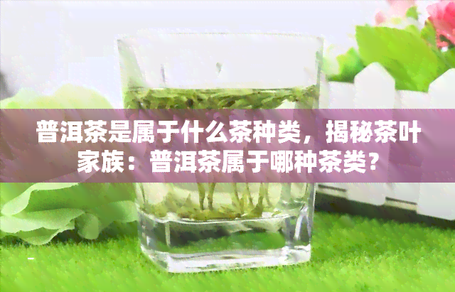 普洱茶是属于什么茶种类，揭秘茶叶家族：普洱茶属于哪种茶类？