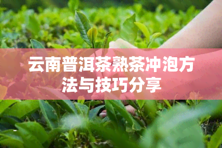 云南普洱茶熟茶冲泡方法与技巧分享