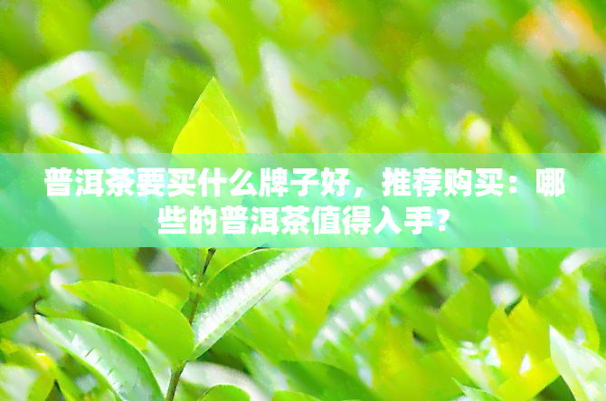 普洱茶要买什么牌子好，推荐购买：哪些的普洱茶值得入手？