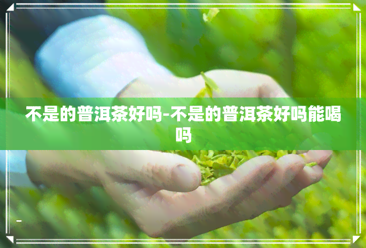 不是的普洱茶好吗-不是的普洱茶好吗能喝吗