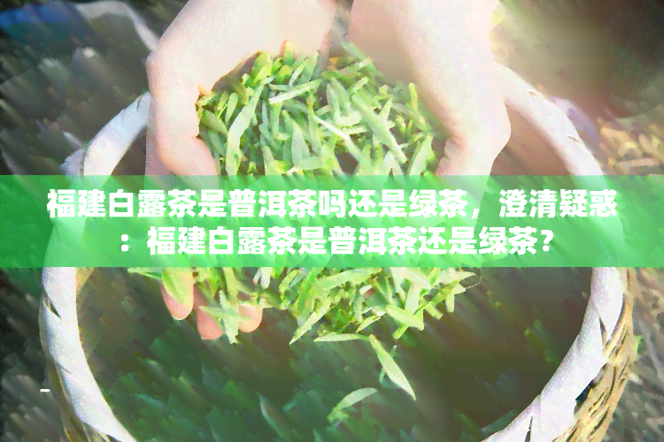 福建白露茶是普洱茶吗还是绿茶，澄清疑惑：福建白露茶是普洱茶还是绿茶？