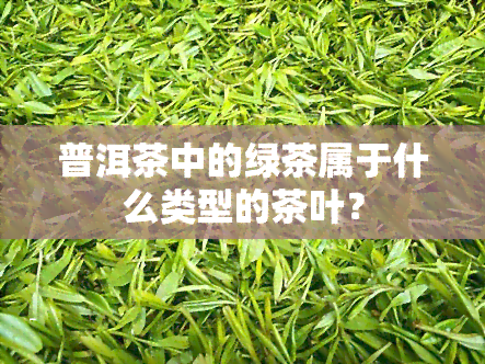 普洱茶中的绿茶属于什么类型的茶叶？