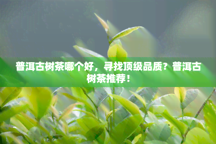 普洱古树茶哪个好，寻找顶级品质？普洱古树茶推荐！