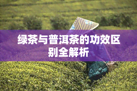 绿茶与普洱茶的功效区别全解析