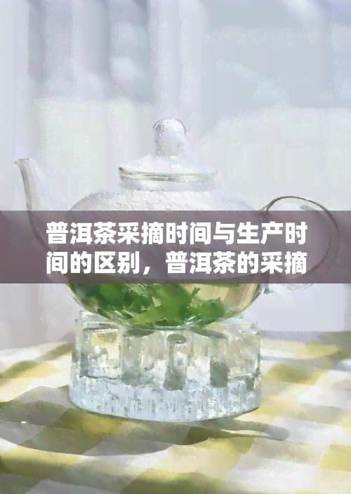 普洱茶采摘时间与生产时间的区别，普洱茶的采摘时间和生产时间：你了解它们的区别吗？